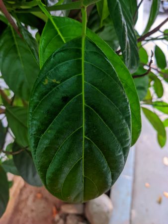 Green leaf