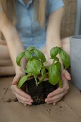 An unrecognizable woman embraces a plant with her hands