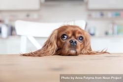 Cavalier spaniel looking up from the dining table bGPLa0