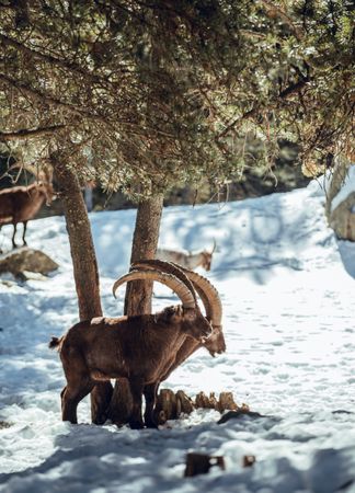 Wild goats pasturing near tree between snow