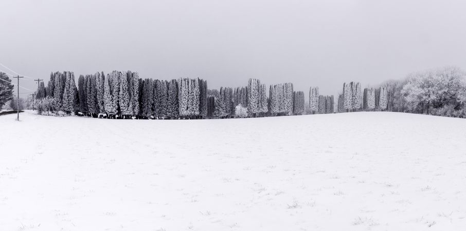 A line of frosted trees in a field