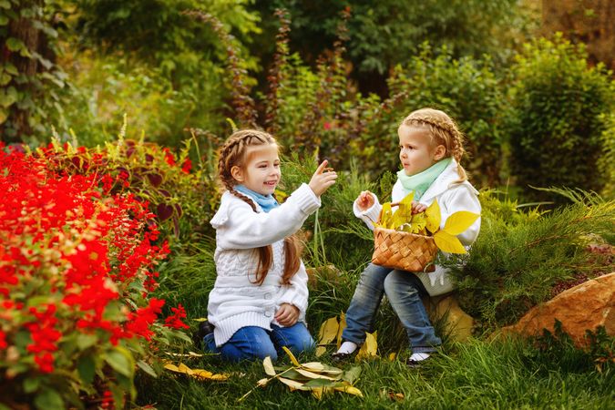 Two young blonde girls having fun as they collect autumn leaves among red hedge of flowers