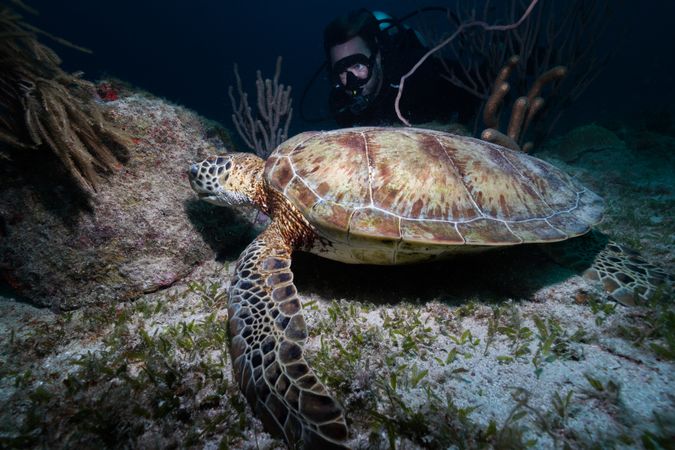 Ocean turtle underwater on bottom