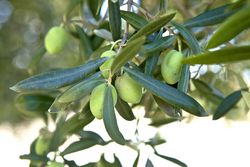 Olive tree growing on green plantation in sunlight