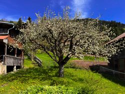 Apple blossoms, Rougemont, Switzerland