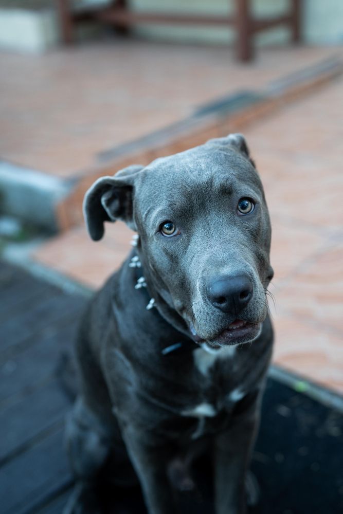 Close up shot of cute dog sitting and looking up at camera