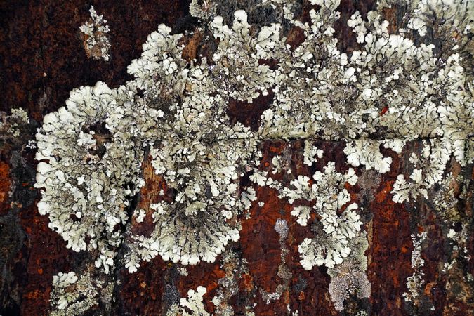 Texture of natural lichen on tree bark