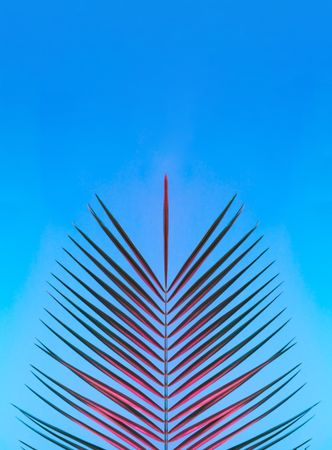 Palm leaf lit in bold neon  colors, on gradient blue to pink background