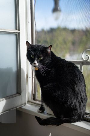 Dark cat sitting on windowsill