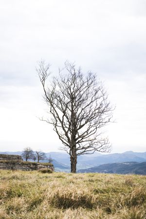 Lonely tree between grass on hill