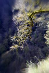 Green branches covered with moss
