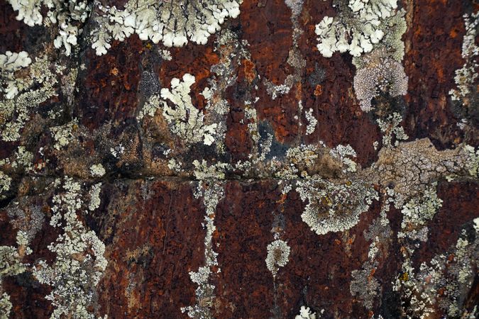 Texture of natural lichen on tree bark