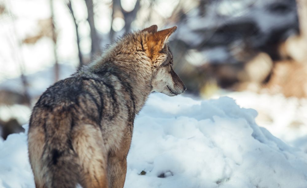 Wolf on hill near stones and snow