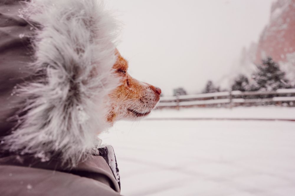 Brown Pomeranian in coat