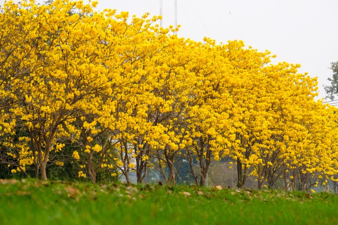 Tabebuia chrysotricha yellow flowers