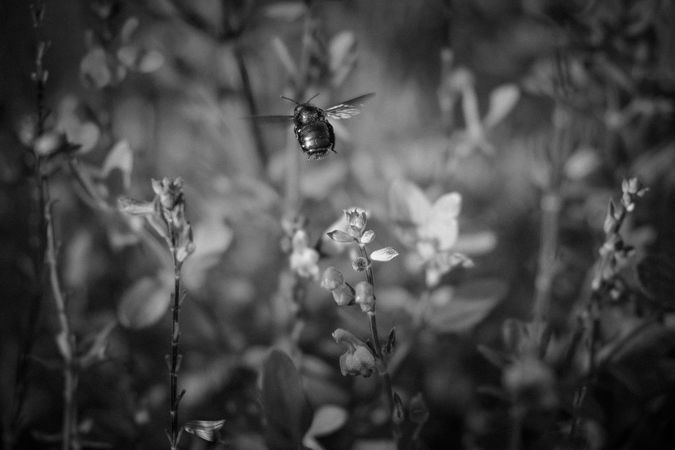 Large bee flying over field in b&w