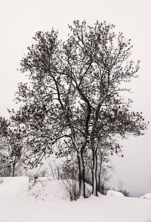 Leafless trees in winter countryside