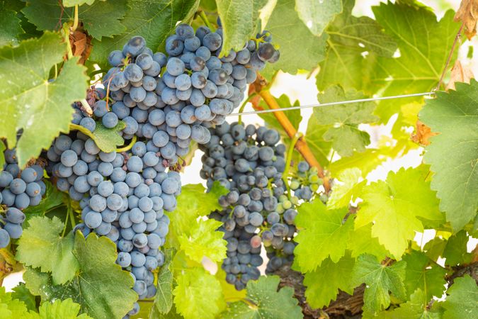 Vineyard with Lush, Ripe Wine Grapes on the Vine Ready for Harvest