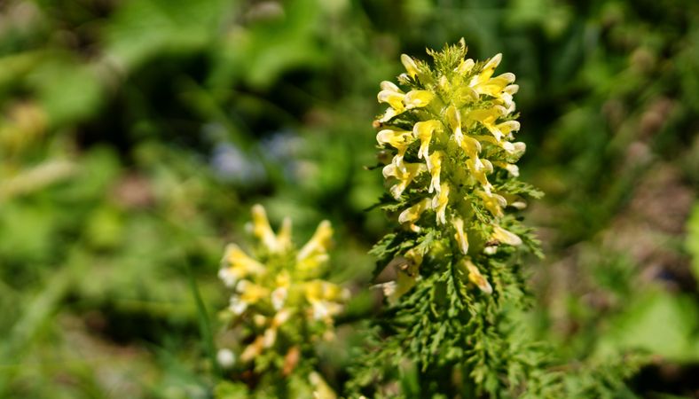 Yellow wildflower with multiple blooms in grassy area.