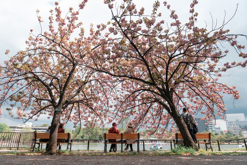 People sitting in Ueno park with full bloom sakura cherry blossom