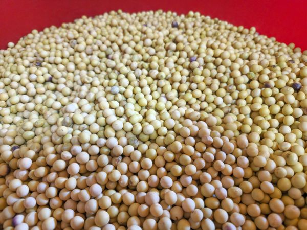 Boiling Yellow Soybeans in a Traditional Pot