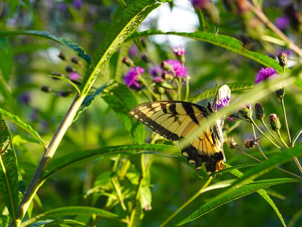 A tiger snowtail butterfly feeding on flower pollen