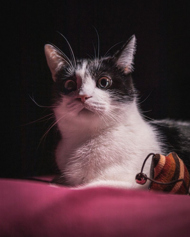 Cat lying on pink textile