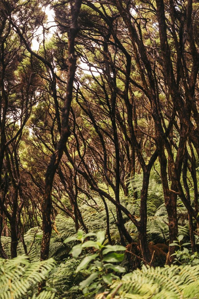 Green exotic frond at forest
