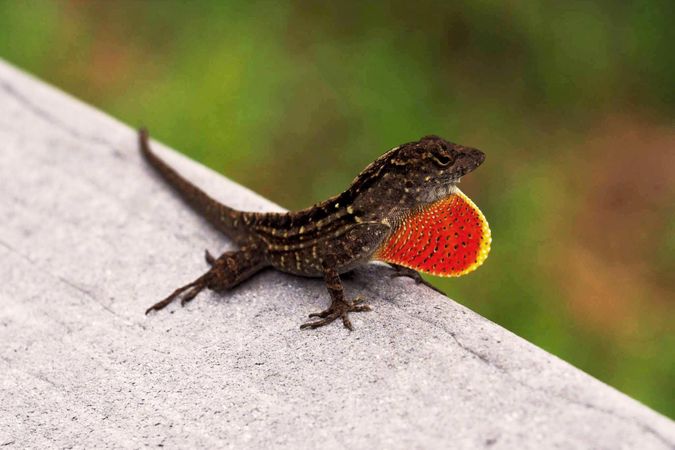 Crimson Display: Macro Lizard with Bright Red Dewlap in Everglades