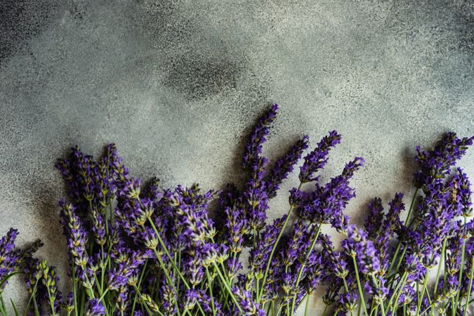 Fresh lavender flowers in a row along the bottom of frame
