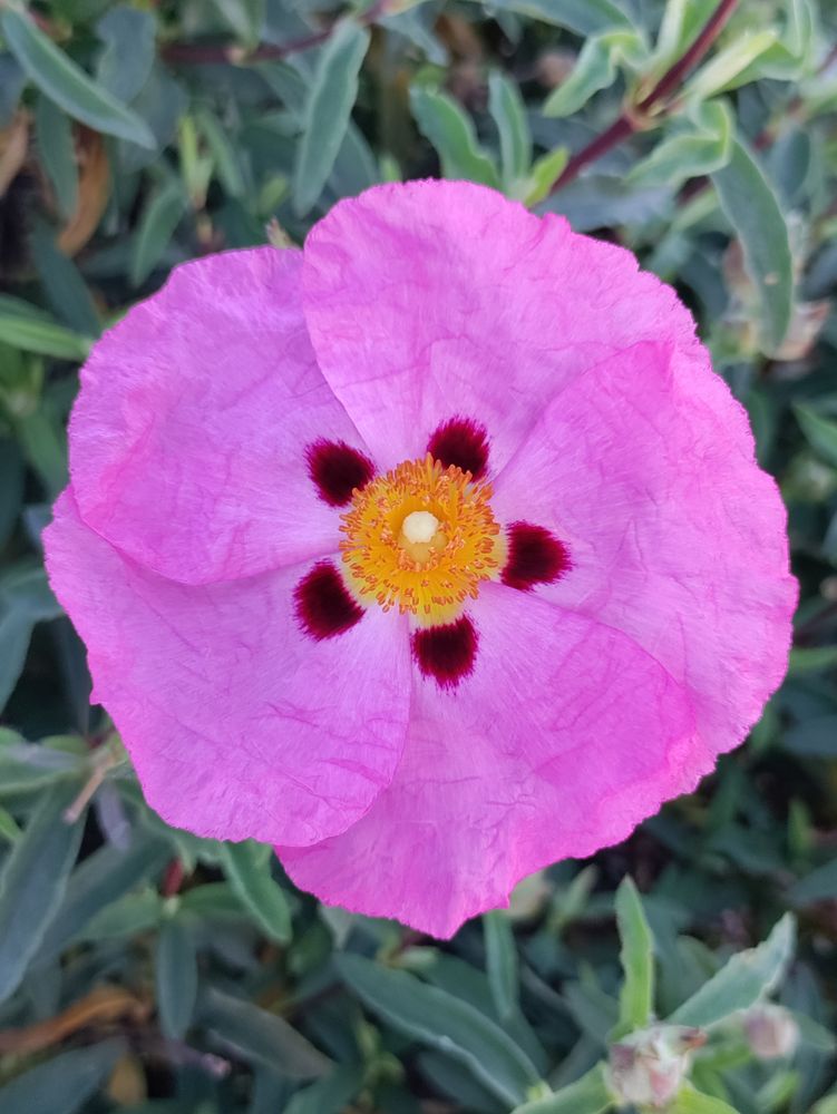 Orchid rockrose violet pink flower