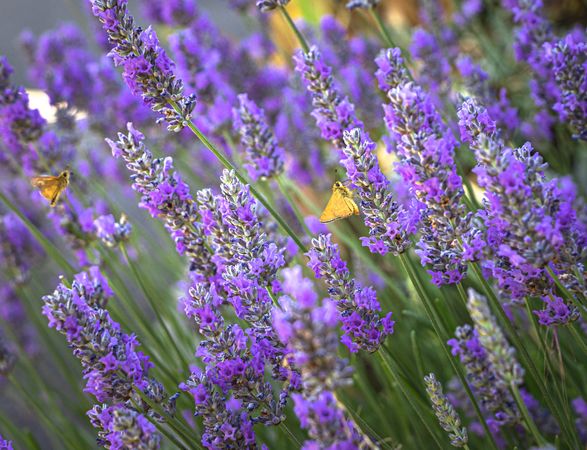 Side view of a few small butterflies hanging off purple flower