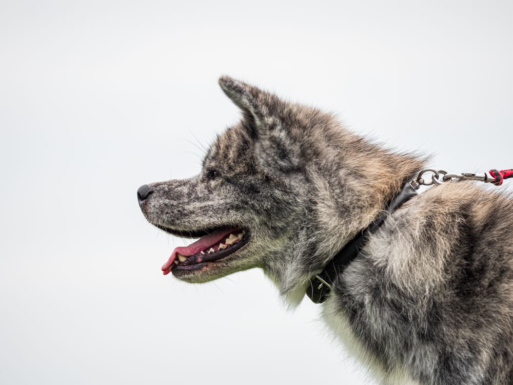 Beautiful dogs at an outdoor dog show.