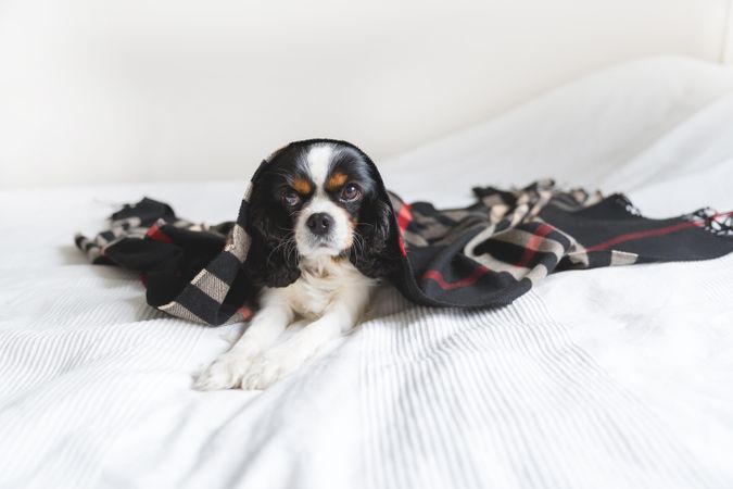 Cavalier spaniel posing in dark patterned blanket
