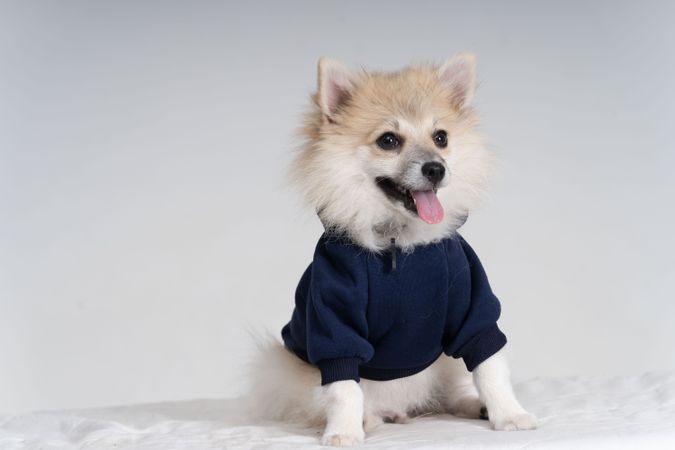 Portrait of adorable Pomeranian dog in sweater 