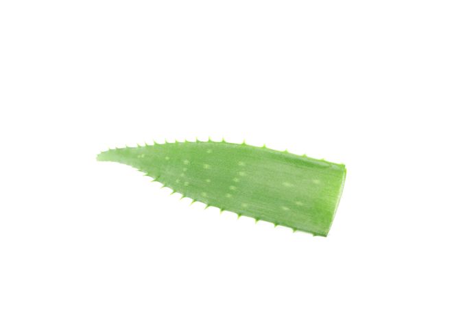 Aloe vera fresh leaf isolated on plain background. Treatment plant