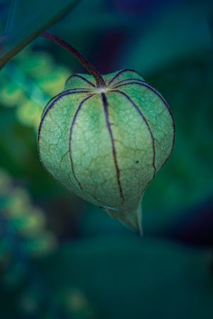 beauty of Physalis angulata, commonly known as ciplukan or ground cherry