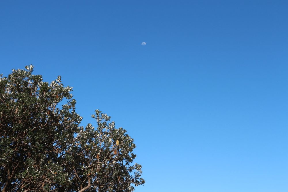 Bright blue sky with a few clouds and a visible moon above lush green foliage during daylight