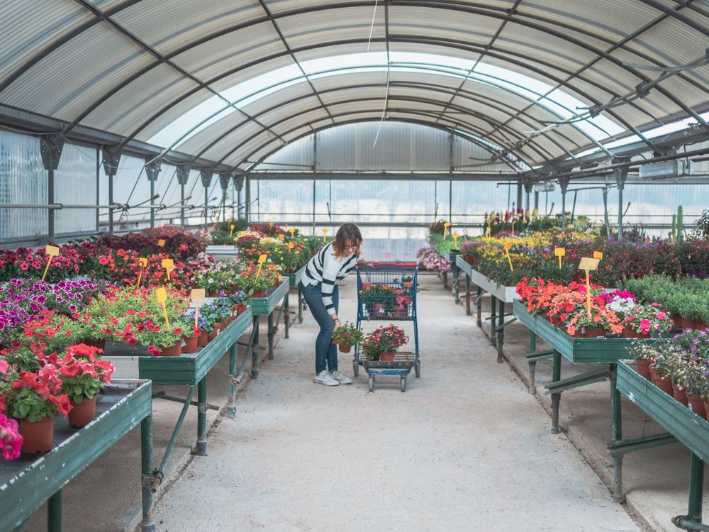 Female customer choosing flowers in greenhouse