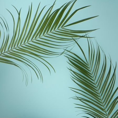 Tropical green leaves on baby blue background