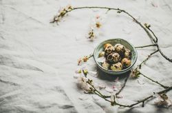 Quail eggs in bowl and blooming branches of almond tree, with copy space