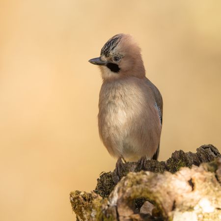 Wonderful bird on wooden twig