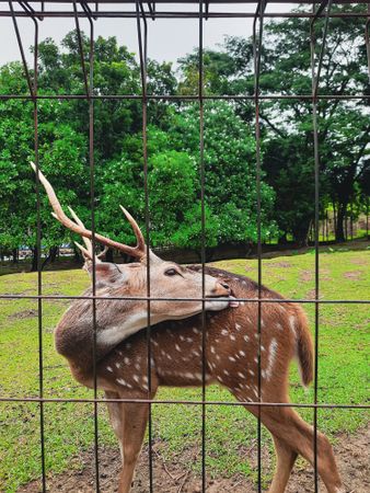 Spotted Deer with Antlers in Captivity Licking Its Body