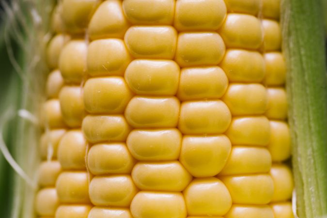 Seeds of ripe fresh corn