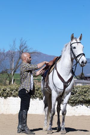 Male in checkered shirt fastening reins on horse on sandy ground