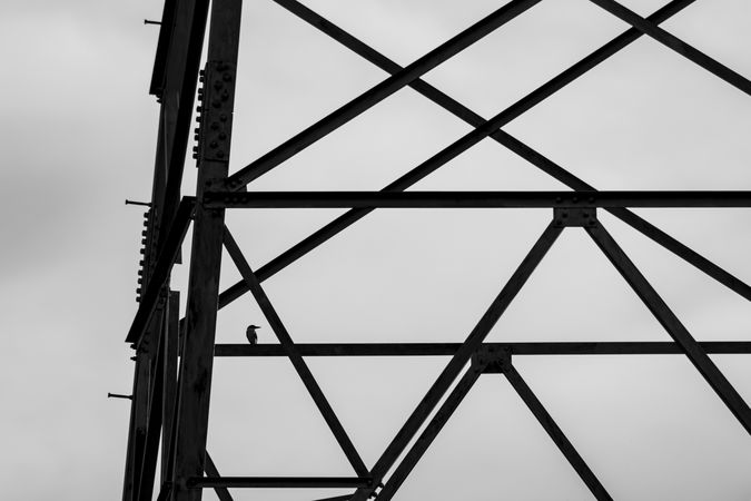 silhouette of single small bird on electric pole