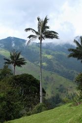 Cocora palm tree, Colombia