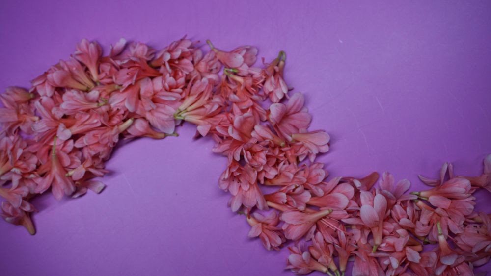 pink petal road