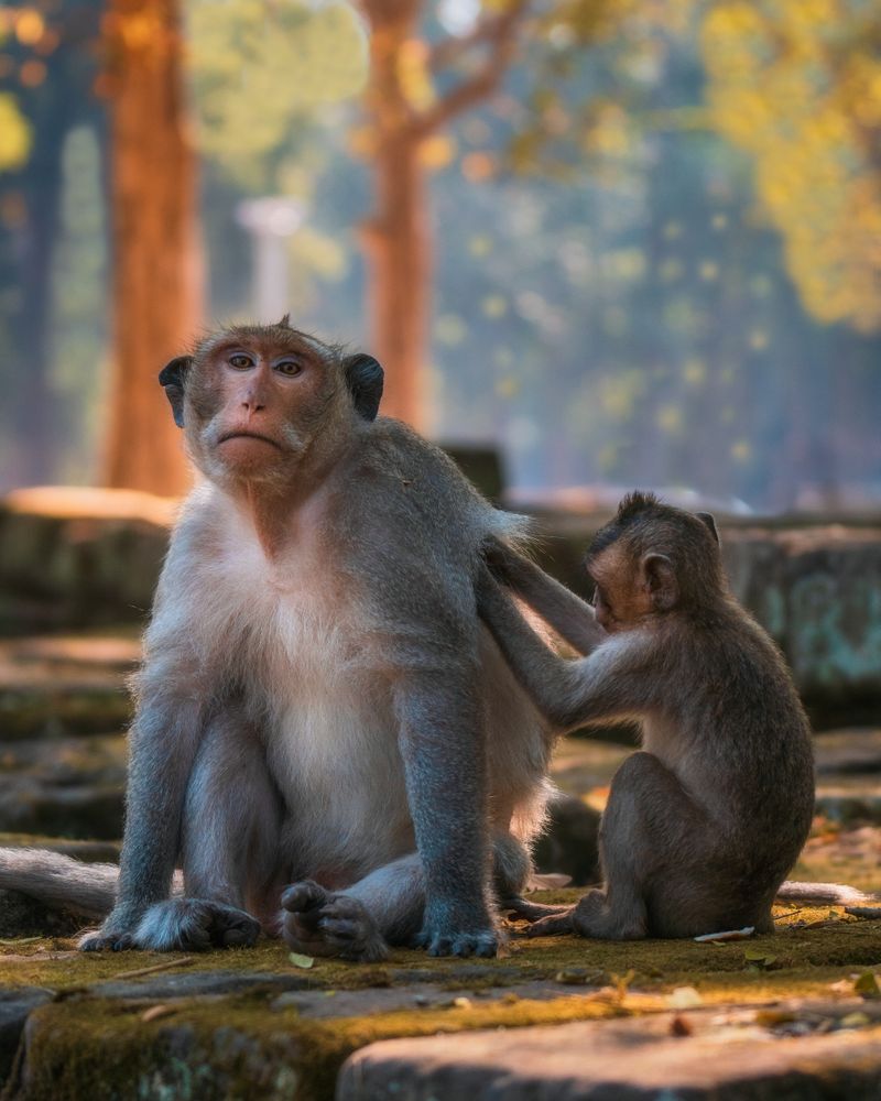Two macaques grooming