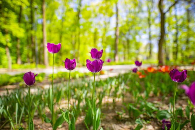 Forest bed on bright day with blooming spring flowers